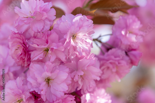 close up of pink flowers on tree © Don Mroczkowski