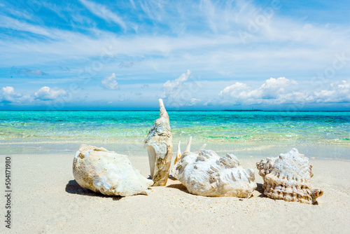 Underwater shells on the sand on the shore of the Indian Ocean. Maldives.