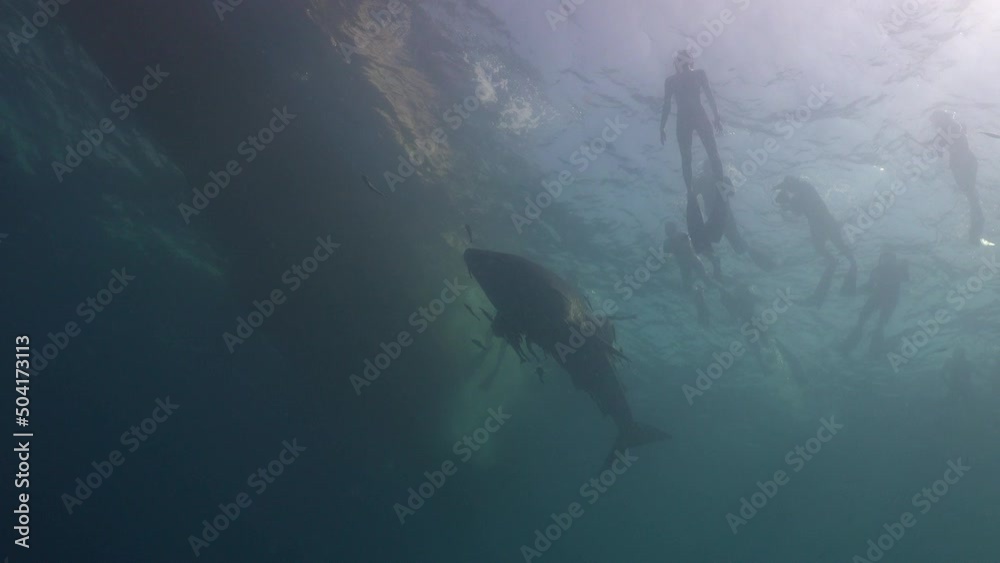 (Rhincodon typus) The whale shark is under the diving boat. Lots of snorkelers and free divers on the surface. One girl goes down and shoots a whale on an action camera.