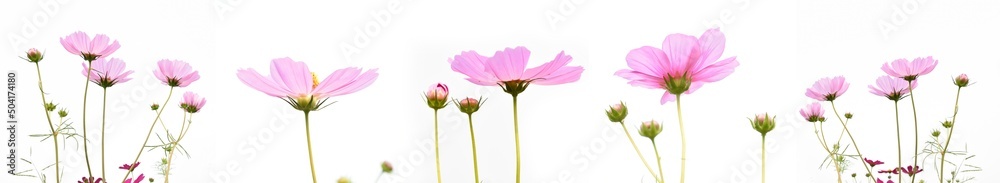 Isolated pink cosmos flower on white background. Isolated pink cosmos flower on white background.
