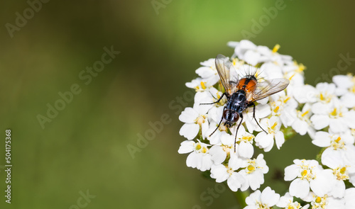 Closeup of female tachinid fly on white flower with green blurry nature background. Eriothrix rufomaculata. Insect pollinator with orange patches on bristly abdomen and black hairy legs on wildflower. photo
