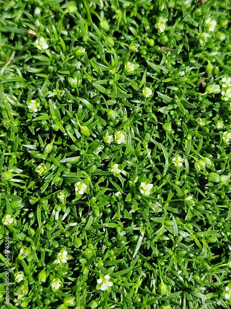 Obraz premium green grass background