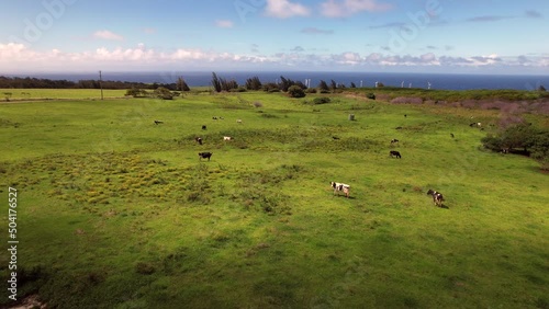 Cows grazing on a vibrant green meadow near Hawi on the Big Island of Hawaii with a wind farm in the background - descending aerial view photo