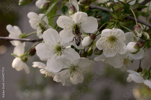 tree blossom, bee in the flowers