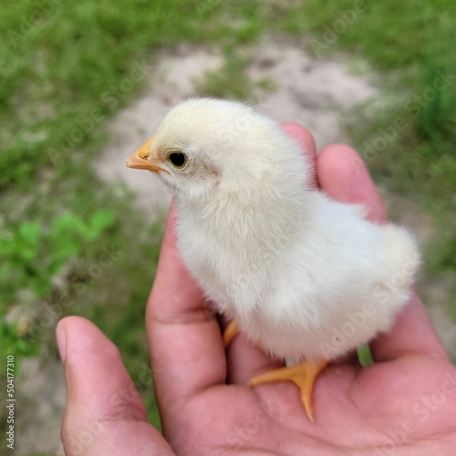 the chick in the hand 