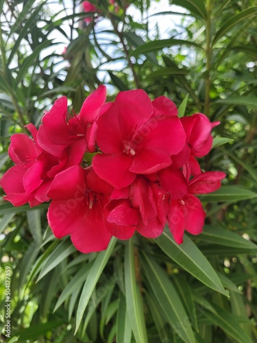 red hibiscus flower