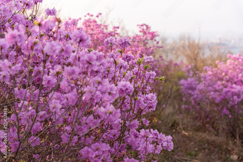 Flowers of Rhododendron dauricum. popular names rosemary, maralnik. Russia. Vladivostok. Russian island