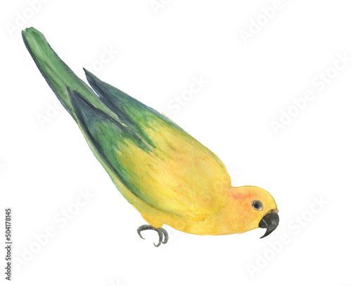 Watercolor painting yellow sun conure parrot isolated on white. Bird collection