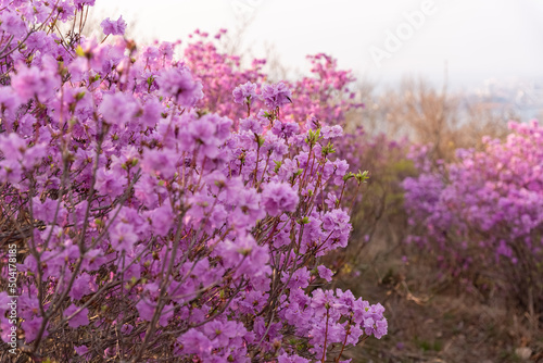 Flowers of Rhododendron dauricum. popular names rosemary, maralnik. Russia. Vladivostok. Russian island © Вера Щербакова
