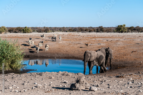 African Elephants, Zebras, and Antilopes gathering Near a waterhole in Etosha National Park, Namibia.