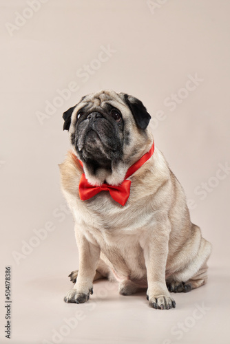 Happy dog. pug with a red butterfly on a beige background in the studio. pet indoor