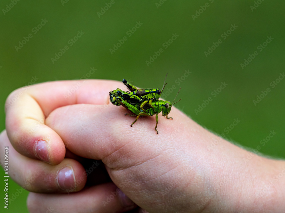 Obraz premium A large green grasshopper, locust, sits on a child's hand