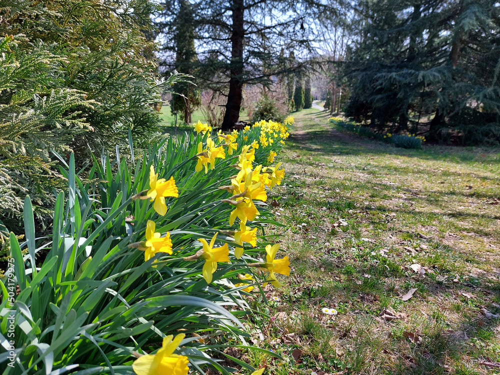 Obraz premium line of yellow narcissus in park