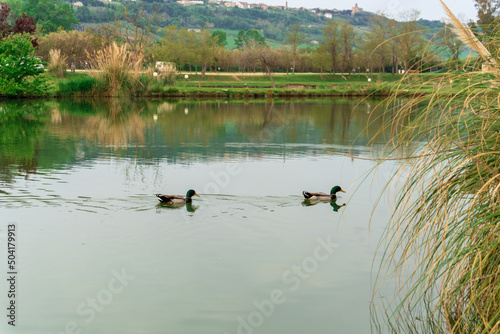 Two ducks swim one after another in a pond in the early spring morning against the backdrop of a distant mountain slope, rest in peace and quiet