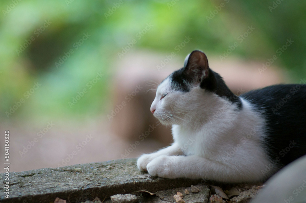 Fototapeta premium Wild cat living in a Japanese forest