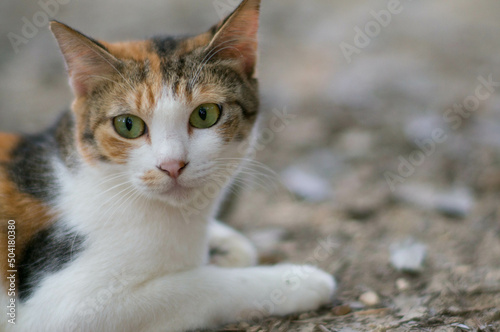 A cat with beautiful and big eyes © ryo96c