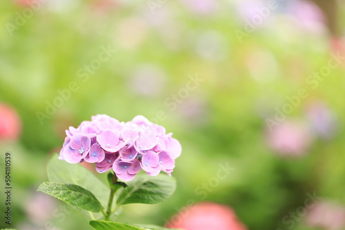 pink flowers