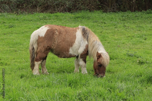 A little pony grazing in the field on a farm.