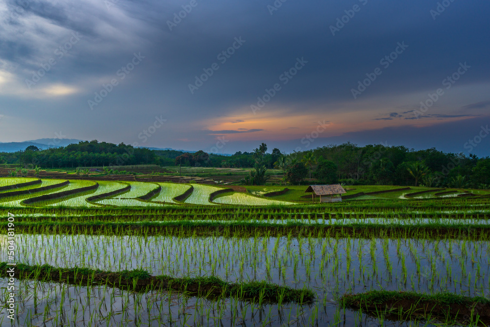 Morning view in the green rice fields of Bengkulu, North Asia, Indonesia, the beauty of the colors and natural light of the beautiful morning sky