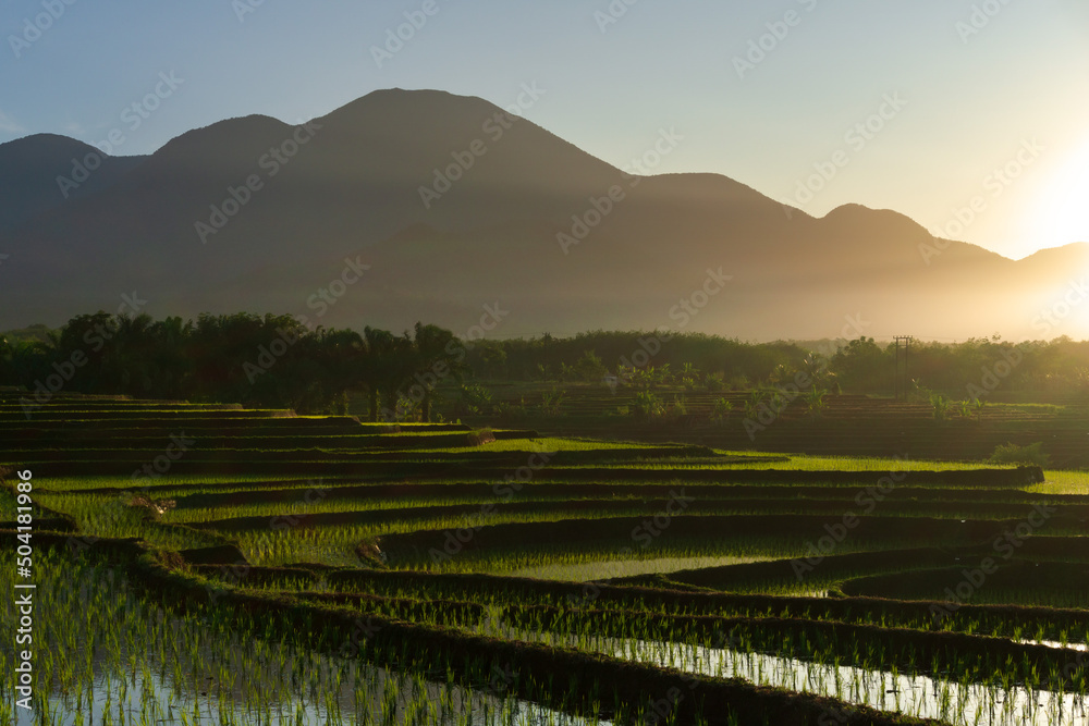 The morning view feels rice fields in Bengkulu, North Asia, Indonesia, the beauty of the colors and natural light of the beautiful morning sky