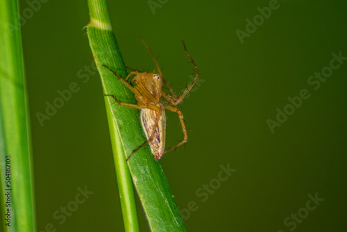 a spider child perched on a leaf stalk in the green in the morning