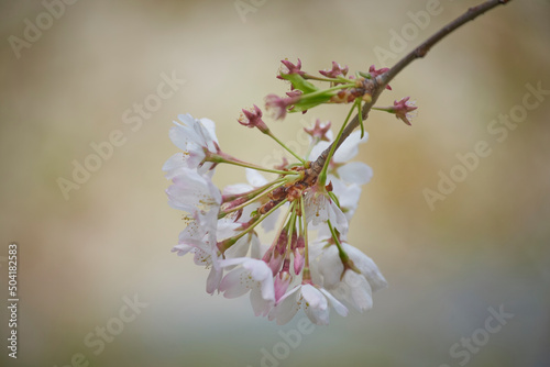 Photography Cherry blossoms