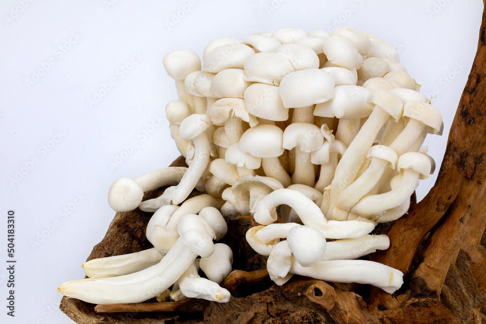 Shimeji mushroom or White beech mushroom isolated on white background, decorated on wooden log under studio lighting and macro setup. Shimeji mushroom or White beech mushroom isolated on white background, decorated on wooden log under studio lighting and macro setup.