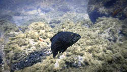 Underwater photo from a scuba dive at the Canary islands. Meeting with a territorial Grouper fish. photo