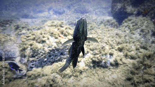 Underwater photo from a scuba dive at the Canary islands. Meeting with a territorial Grouper fish. photo