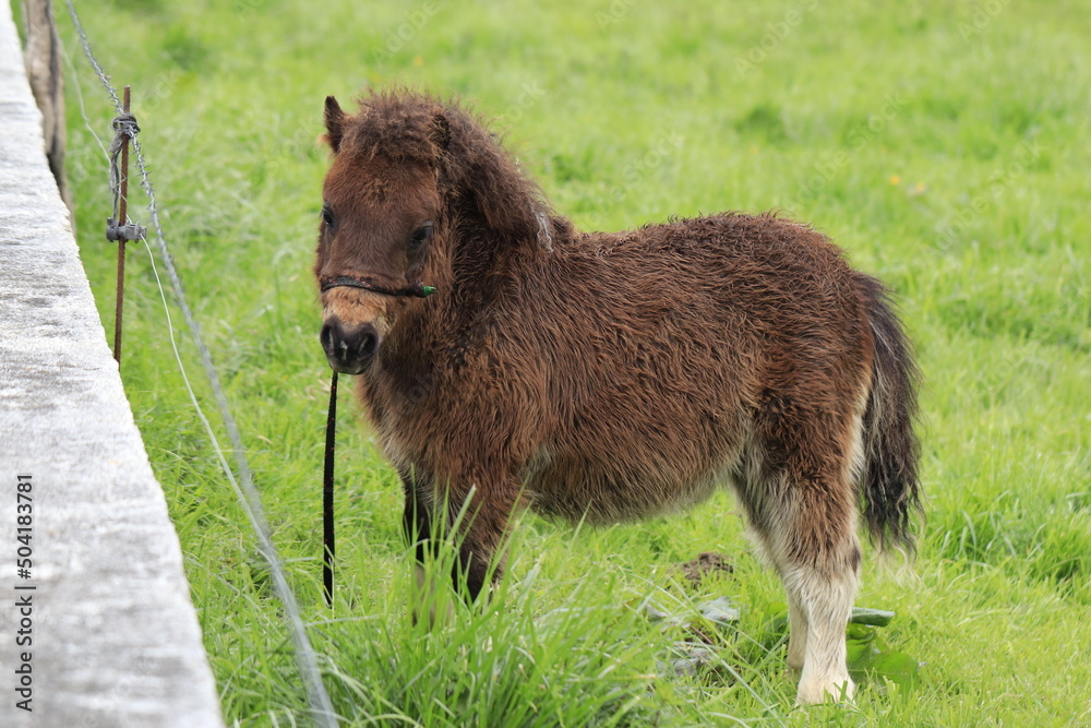 Fototapeta premium A little pony grazing in the field on a farm.