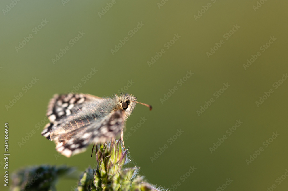 Fototapeta premium Pyrgus malvae - Grizzled Skipper - Hespérie de la Mauve