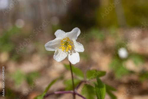 Fototapeta Naklejka Na Ścianę i Meble -  Wood anemone Anemona nemorosa single flower in spring forest closeup