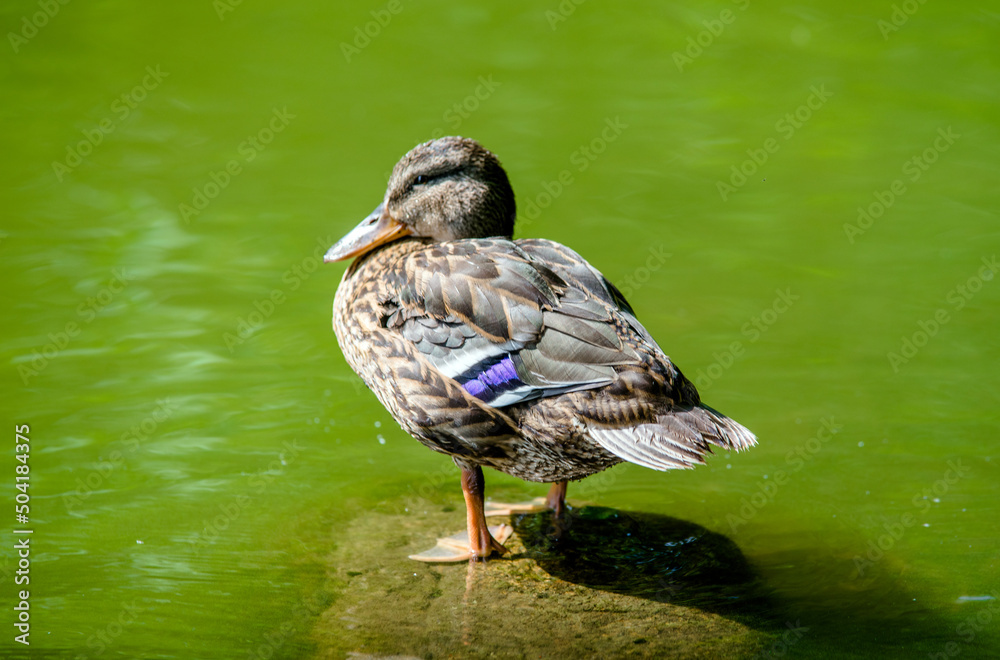 A wild duck stands on a rock in the middle of the water
A wild duck stands on a rock in the middle of the water
