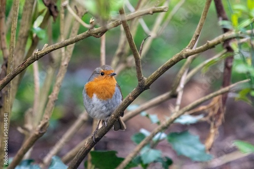 Robin on a branch III © MC Photography