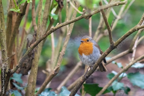 Robin on a branch II