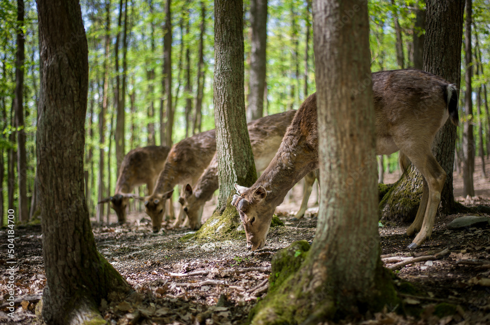 young male deers in the spring forest young male deers in the spring forest