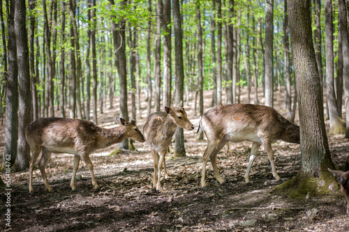 young male deers in the spring forest © Alevtina