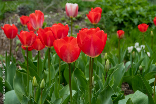 beautiful bright red tulips in the spring