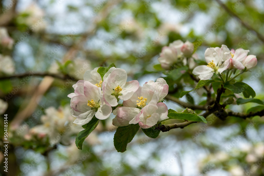 Malus domestica borkh apple blossom	

