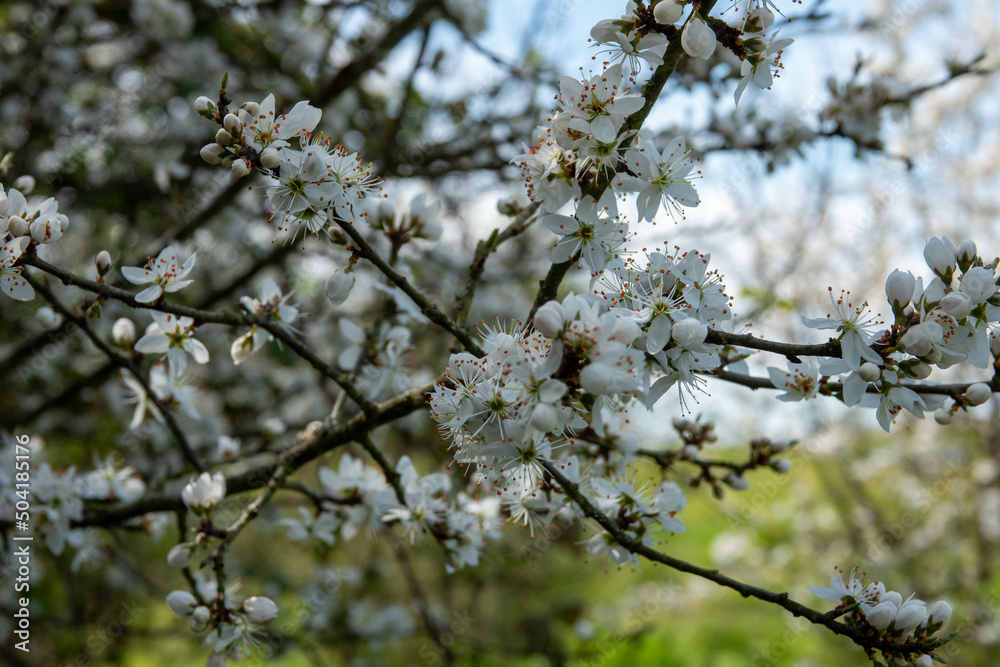 blackthorn blossom clouds of snow white flowers in early spring blackthorn blossom clouds of snow white flowers in early spring