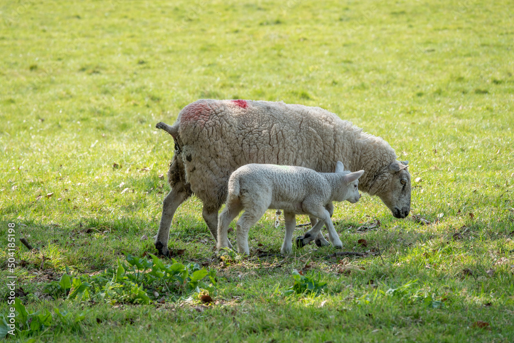 ewe with her cute lamb in the spring sunshine ewe with her cute lamb in the spring sunshine
