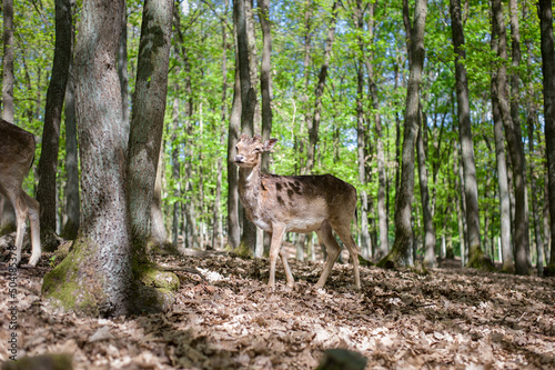 young male deers in the spring forest