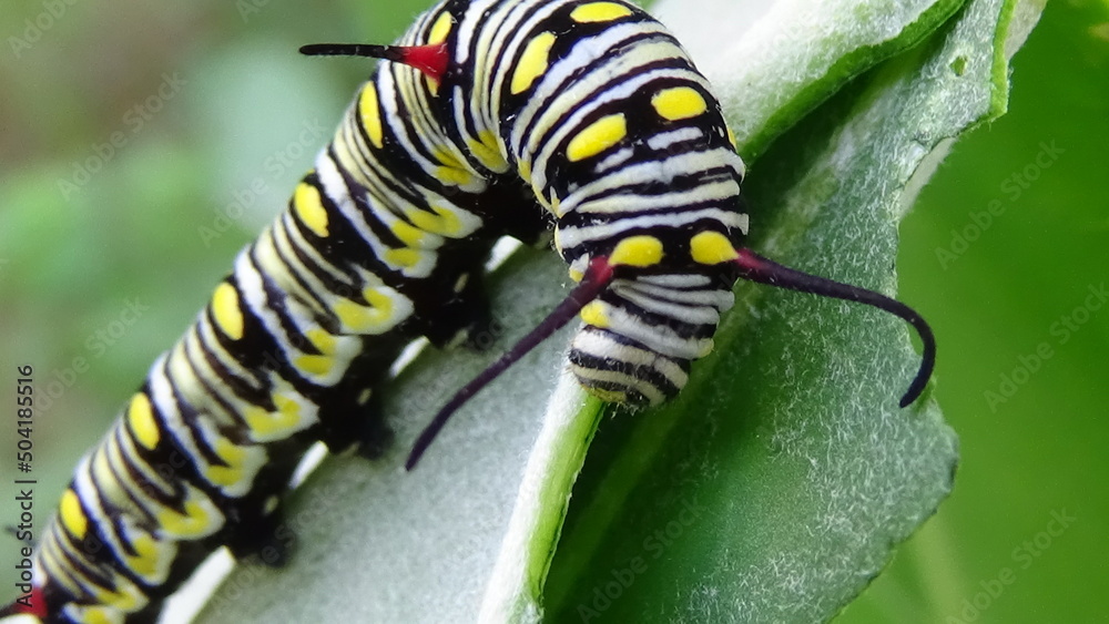 Close up photos of color caterpillar on the leaf Close up photos of color caterpillar on the leaf