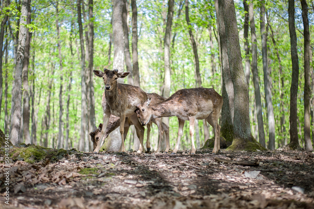 young male deers in the spring forest young male deers in the spring forest