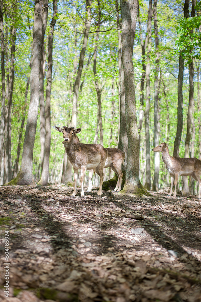 young male deers in the spring forest