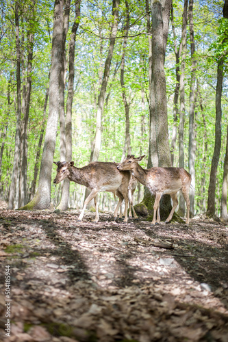 young male deers in the spring forest © Alevtina