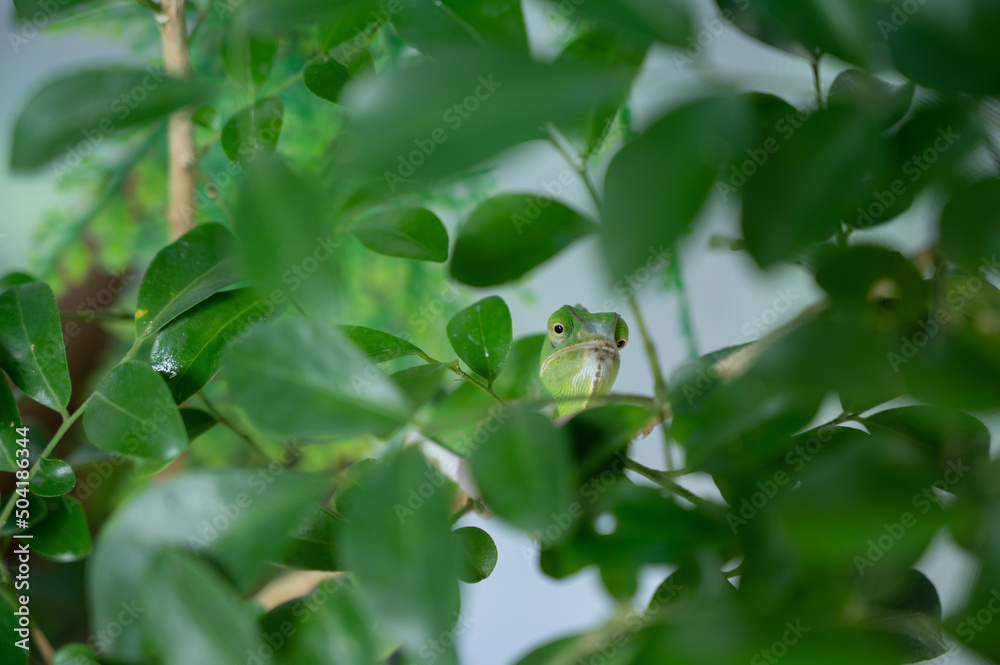 chameleon with blur background, predator