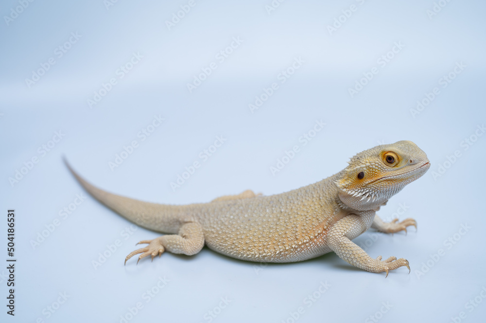 Fototapeta premium bearded dragon on white background