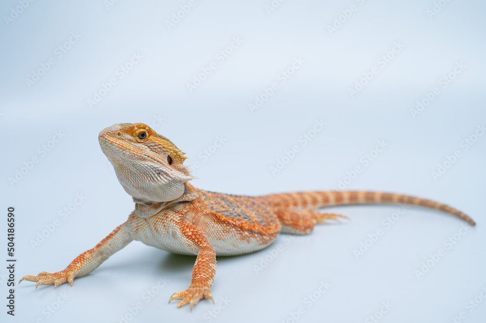 Fototapeta premium bearded dragon on white background