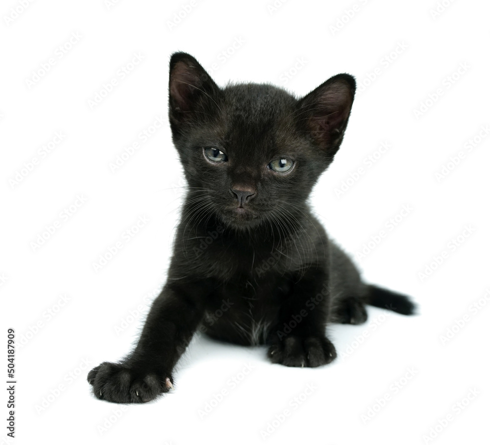 Black little kitten sitting down and looking at camera on a white backgroun. Black cat.	